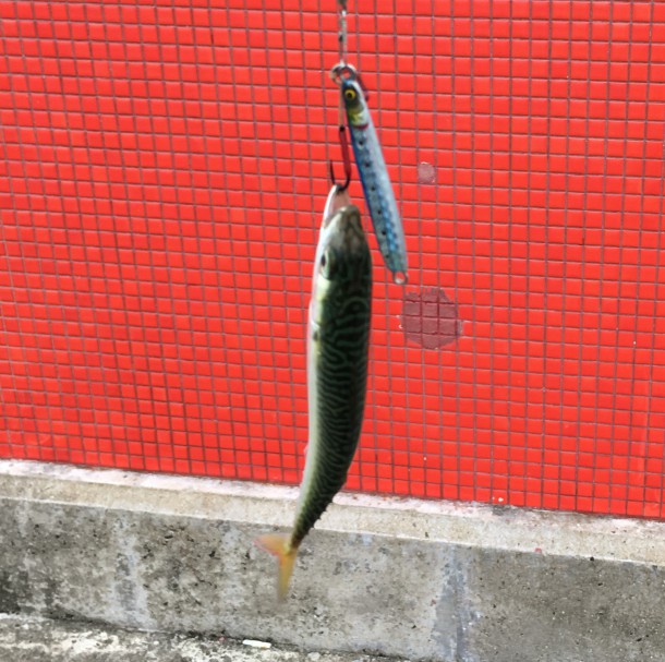 メタルジグでサバ