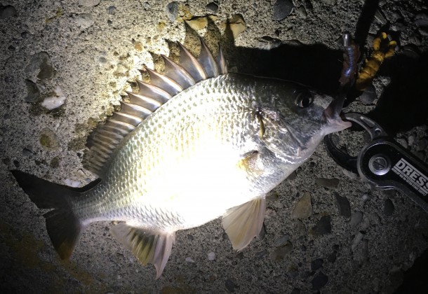 チビレイメージ