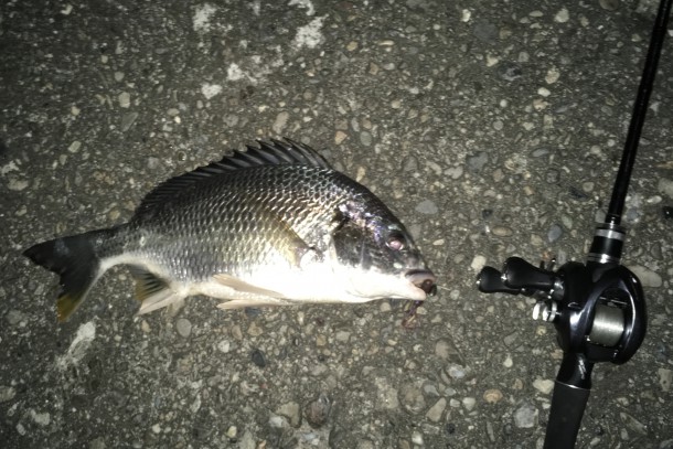 ナイスサイズのキビレ