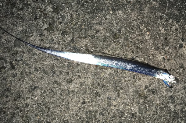 夏タチウオイメージ