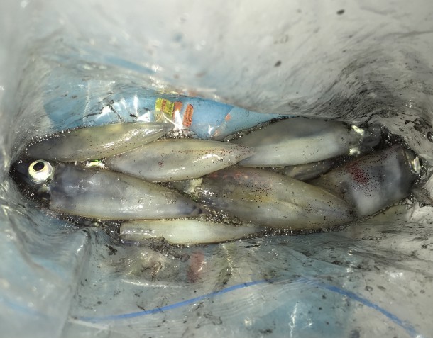 ケンサキイカイメージ