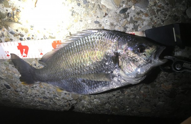 キビレイメージ