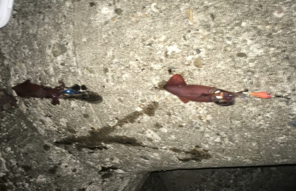 ケンサキダブルヒット