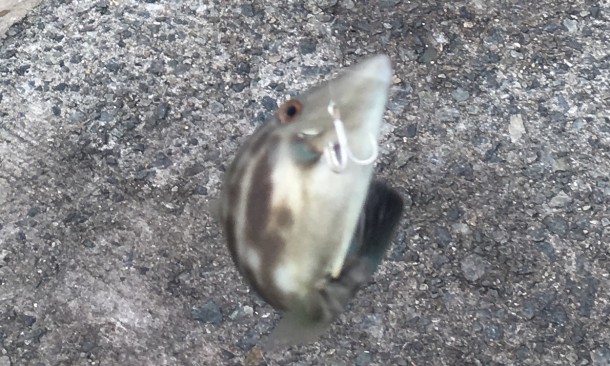 針にかかったカワハギ