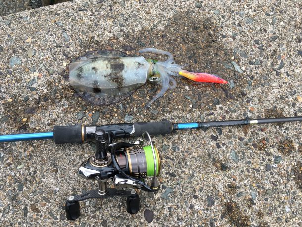 日本海のアオリイカイメージ