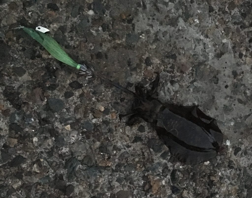 エギングのアタリとあわせ方