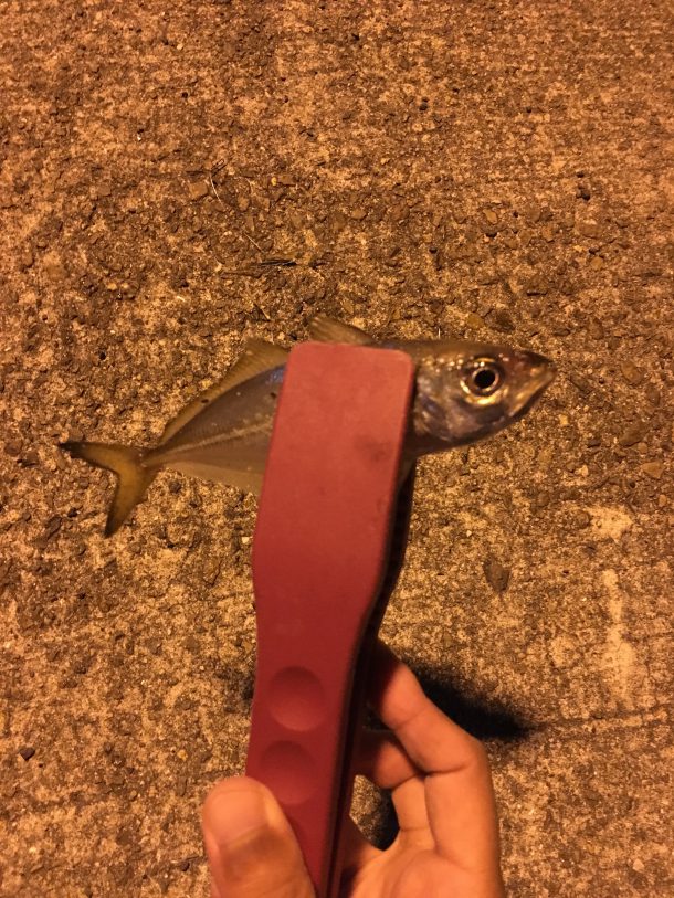 アジングイメージ