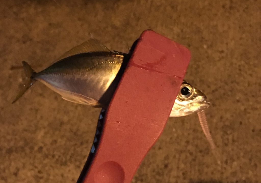 豆アジゲット画像