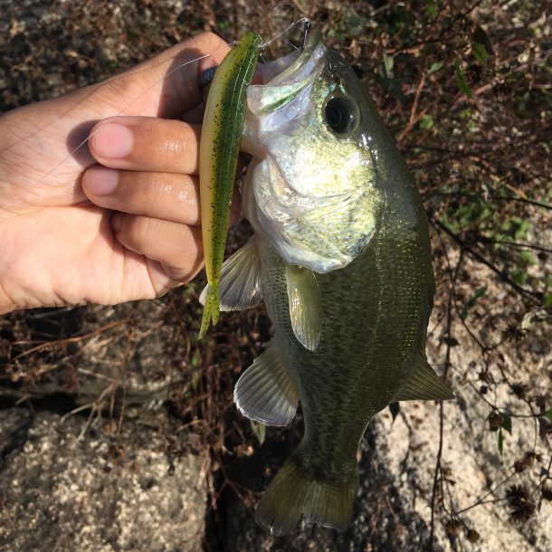 ３０センチ弱のバス