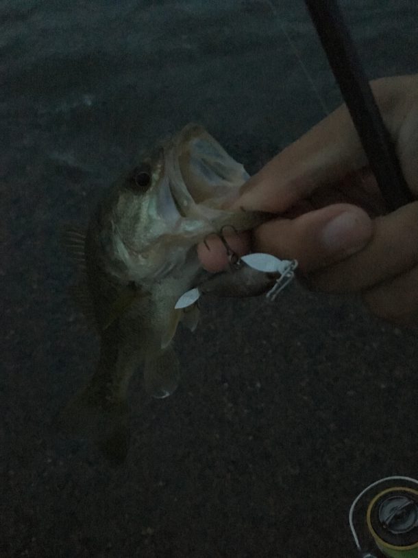 暗い時に釣ったバス