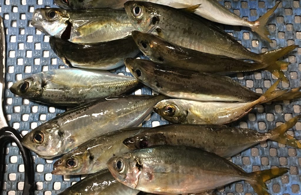 アジングラインイメージ