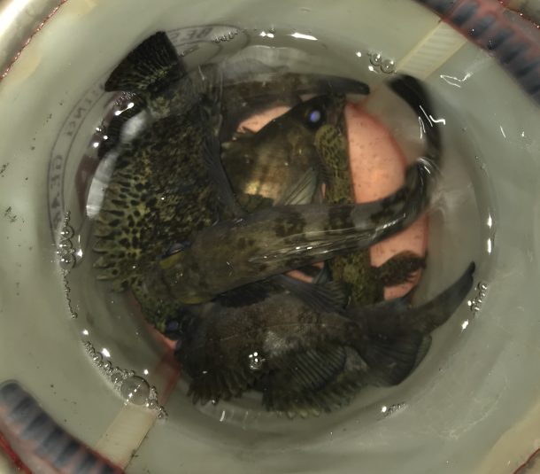 バケツに入った魚