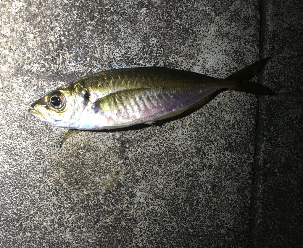 アジングで釣れたアジイメージ