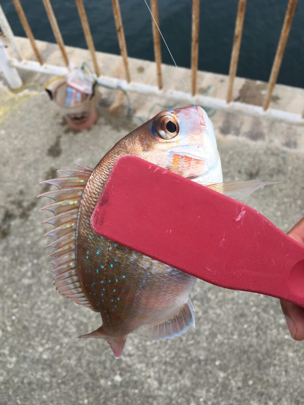 その他のイメージ