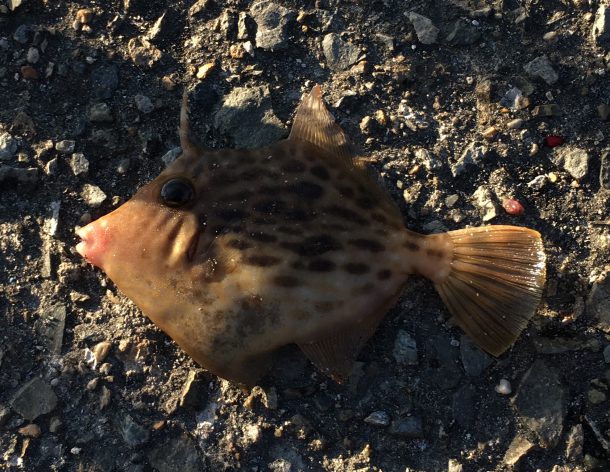 ワッペンカワハギ