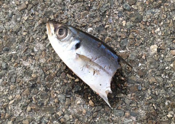 かじられたアジ