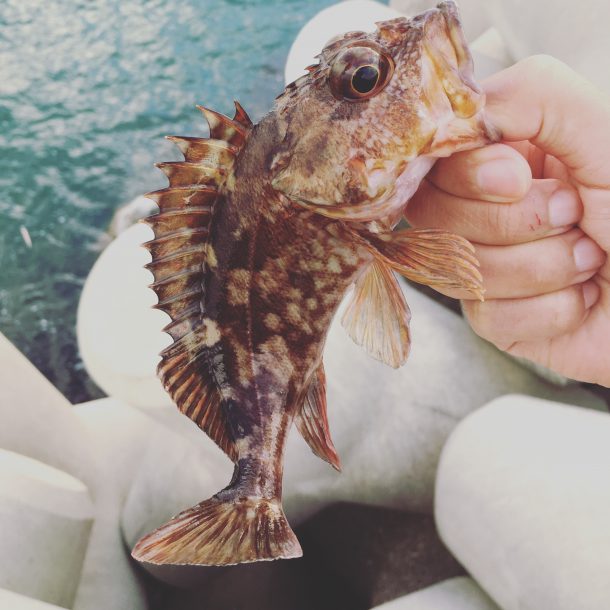 カサゴ（ガシラ）のルアーでの釣り方紹介！