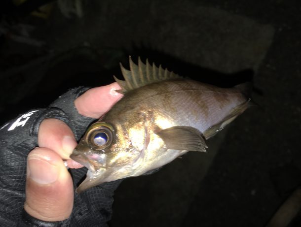 メバルイメージ