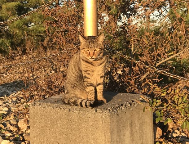 芦屋浜の猫