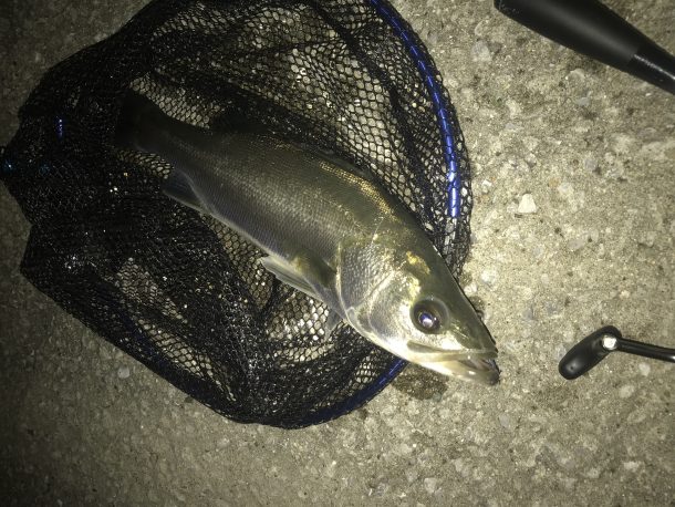 普通サイズのシーバス