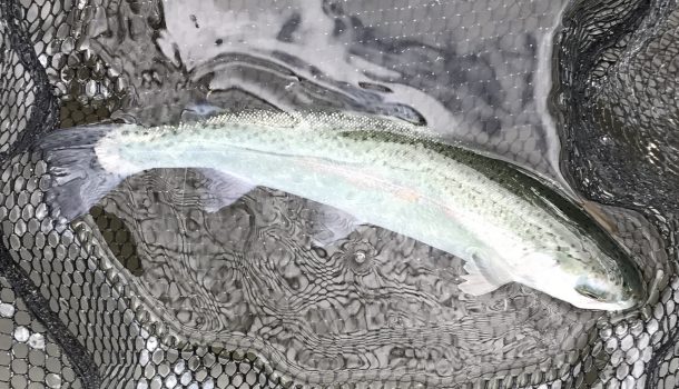 初心者と釣りに行くなら管理釣り場へ行こう！