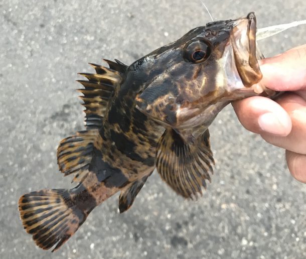 タケノコメバルイメージ