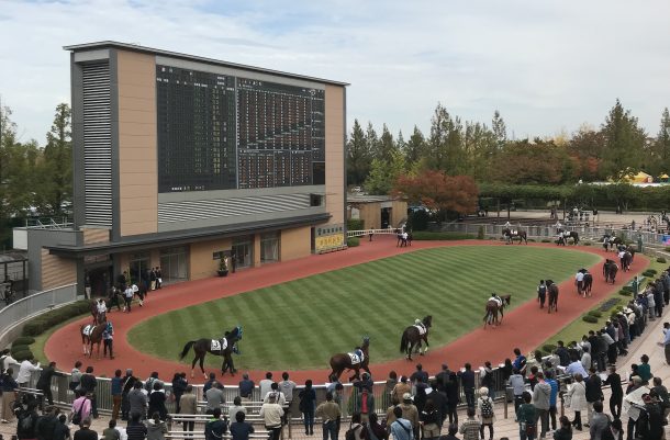 新潟競馬場のパドック