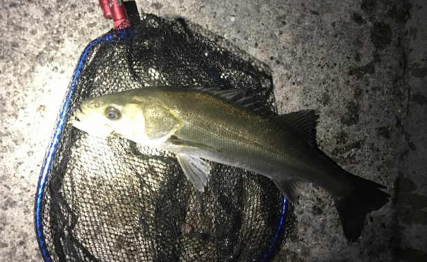 西宮のバチ抜けシーバス