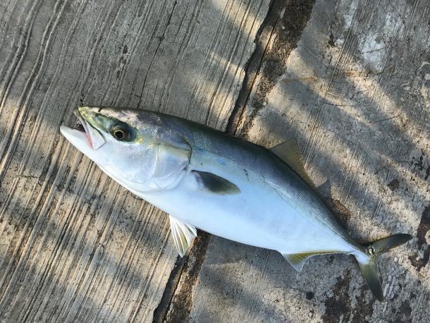 ショアジギングイメージ