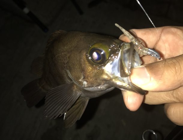 メバリングロッドの基本知識とおすすめ