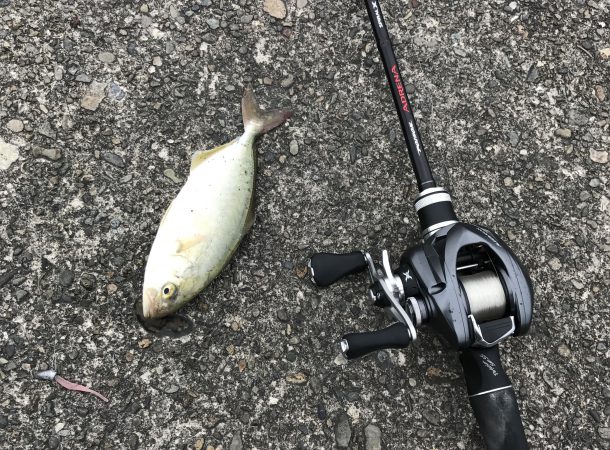 ライトワインドでシオゲット