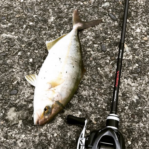 ライトワインドでカンパチゲット