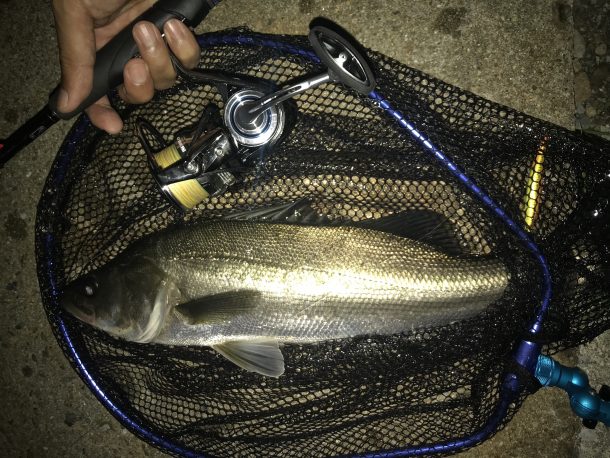 シーバスイメージ