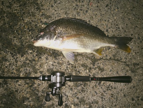 カルカッタBFSで釣ったキビレ