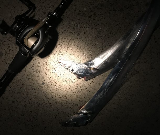 あとから釣った2本