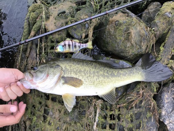 チビタレルでバス