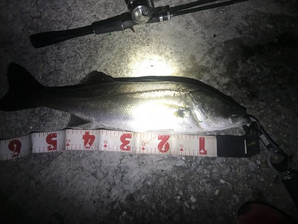 シーバスイメージ