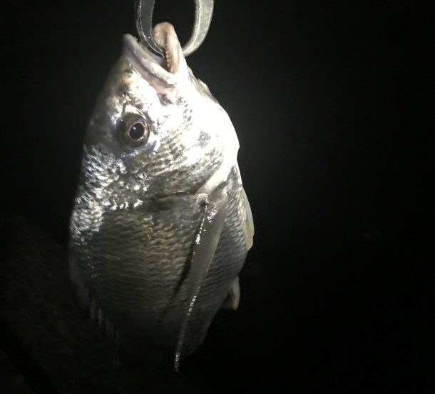 キビレゲット画像