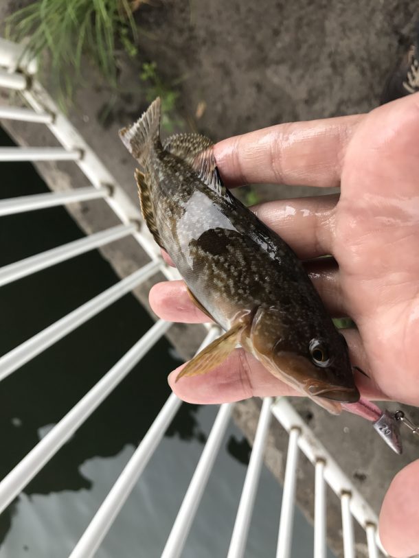 アイナメサイズアップ