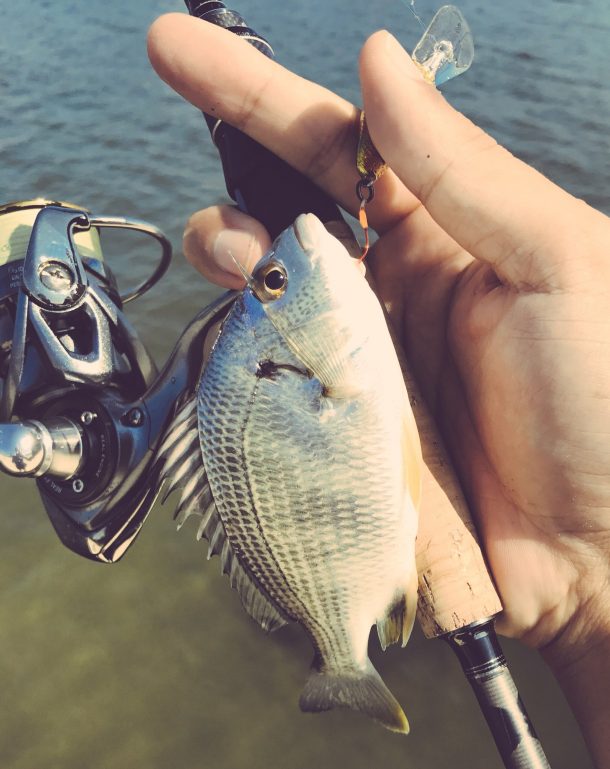 ハゼクラでチヌ