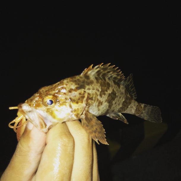 タケノコメバル