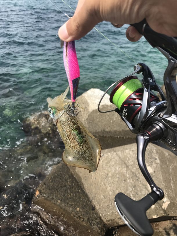 引っかかってきたイカ