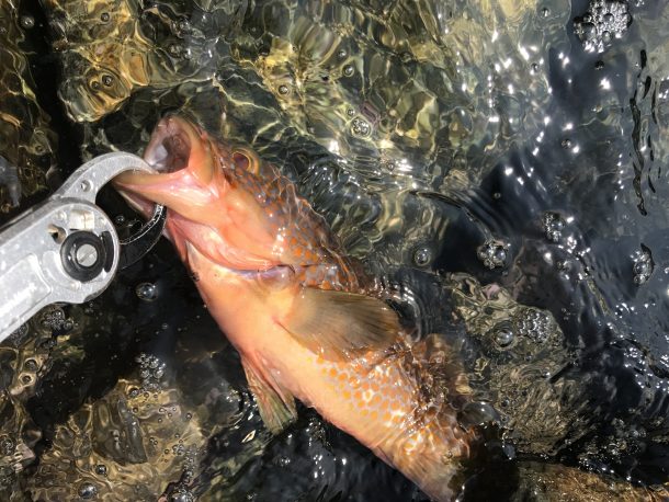 ハタのイメージ