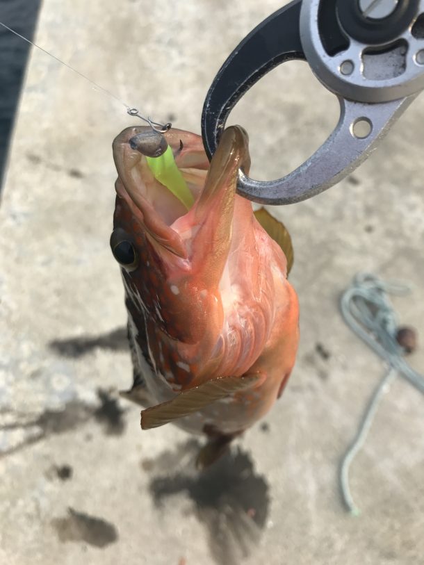 ちょっと小さいアコウ