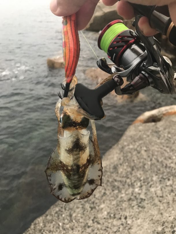 夕まずめに釣ったイカ