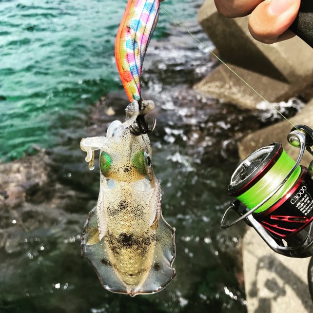 ミニマムアオリイカ