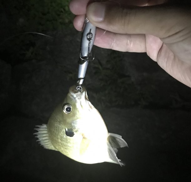 ルアーでブルーギルゲット