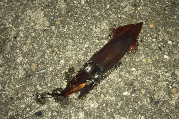 ケンサキイメージ