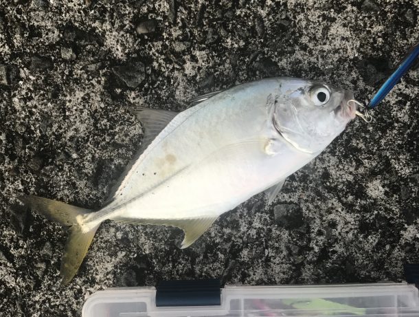 メッキアジイメージ