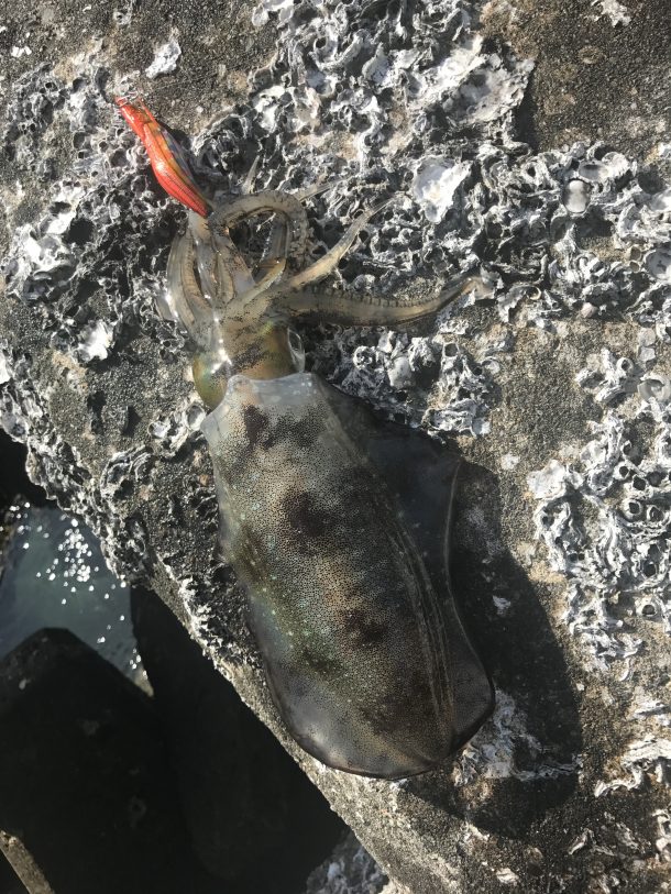 トンカツクラスのイカ